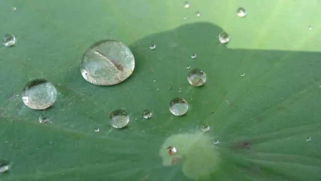 緑色のハスの葉の上に、大きさの違う丸い水滴が点々と残っている