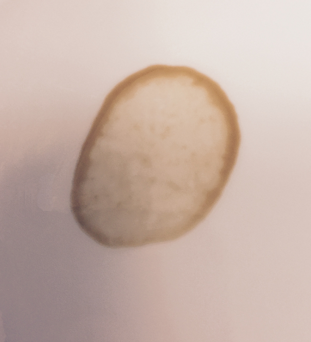 中央よりも縁に濃い茶色が残った、乾いたコーヒーの染み
