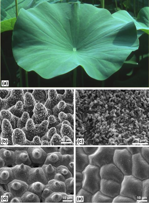 ハスの葉の全体像と、表面の突起や微細な管状のワックスを示す5パネルの顕微鏡図