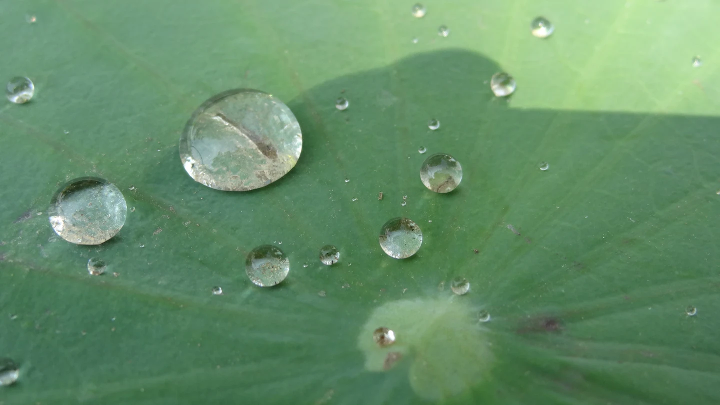 緑色のハスの葉の上に、大きさの違う丸い水滴が点々と残っている