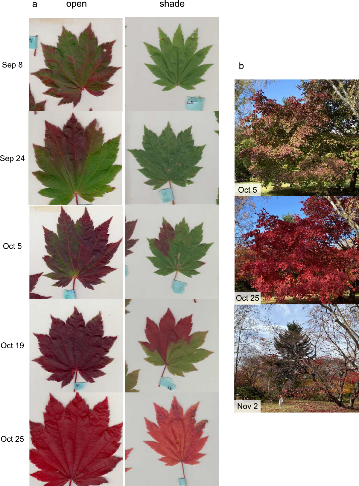 ハウチワカエデの日なたと日陰の葉を日付ごとに並べた研究写真と、秋の樹全体の写真