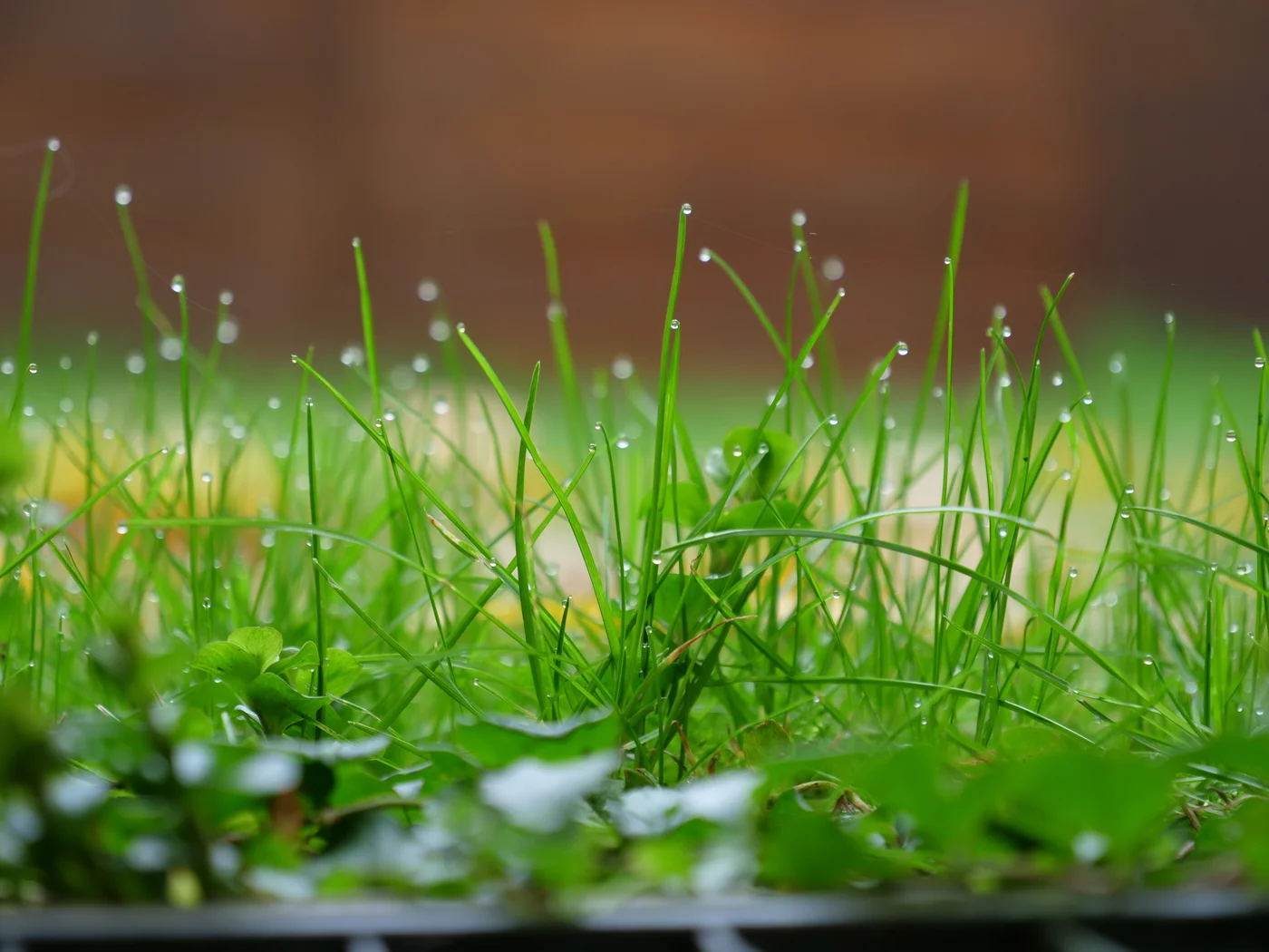 細い草の葉に小さな水滴が付いた芝生